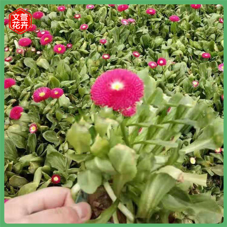 绿化带植物 雏菊小苗 观赏雏菊花海 量大优惠