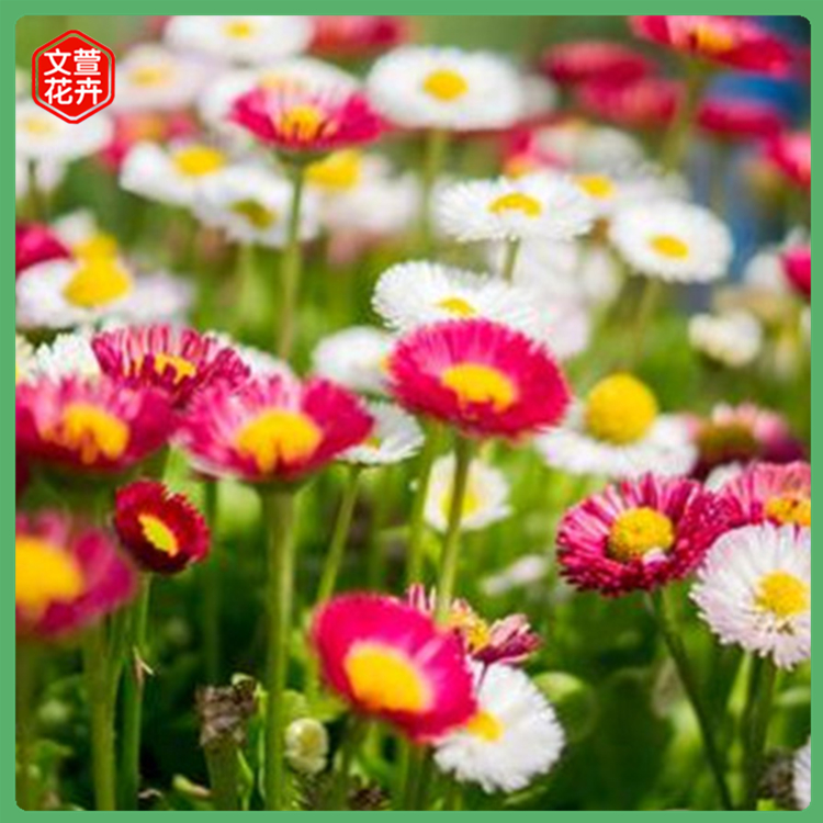 盆栽雏菊 山东花坛花卉供应商 雏菊种植基地