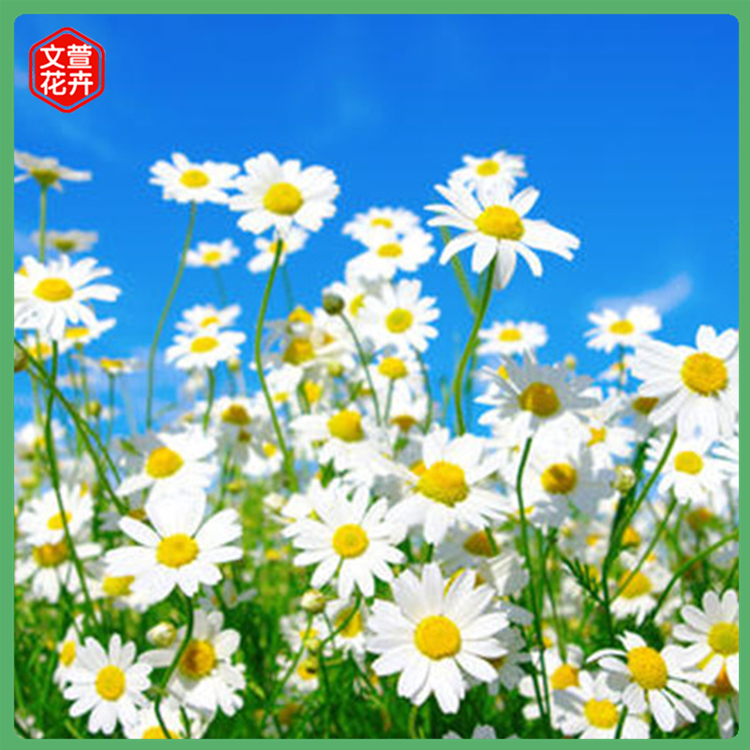 雏菊小苗