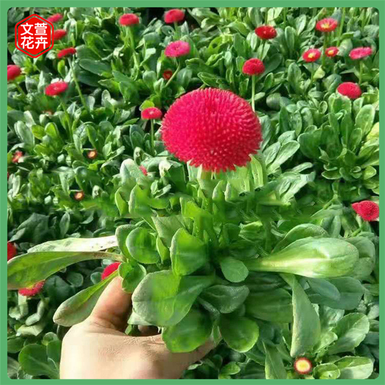 雏菊 雏菊穴苗 青州红色雏菊批发基地