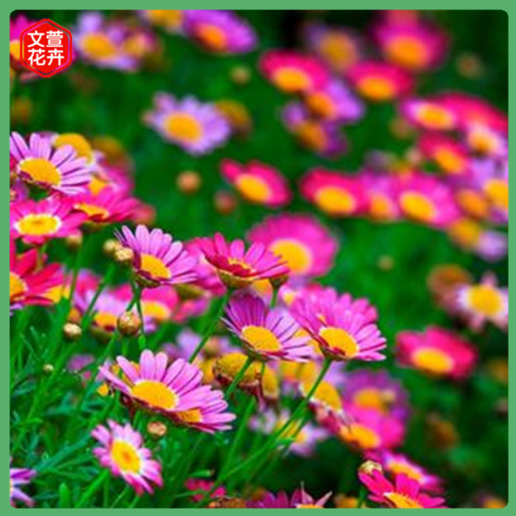 草本雏菊 优良种苗 雏菊 雏菊价格