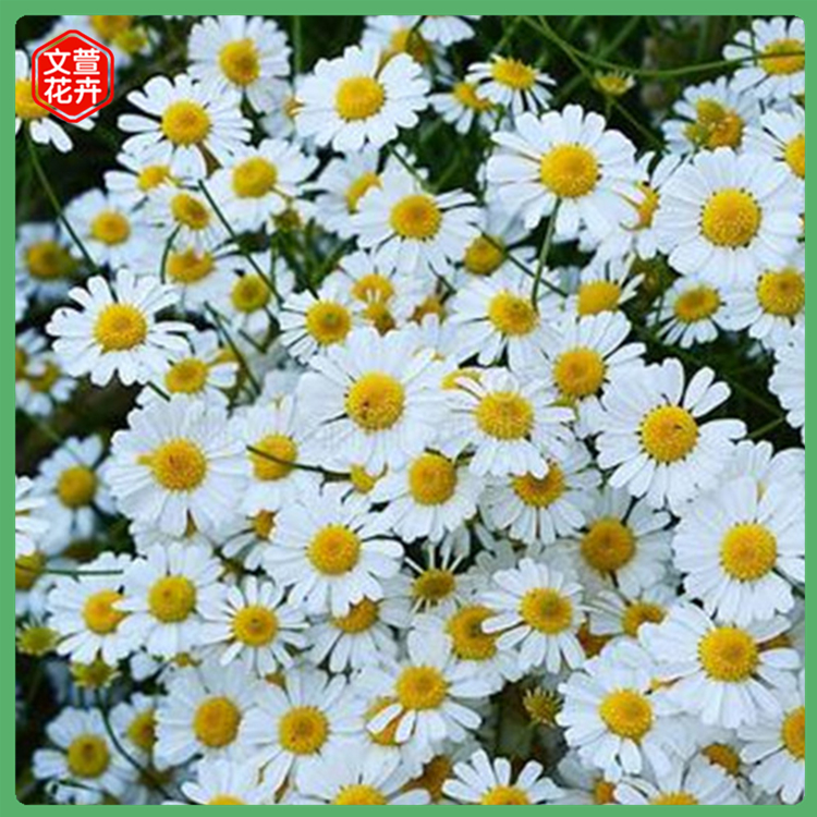 文萱花卉 雏菊批发商 基地供应