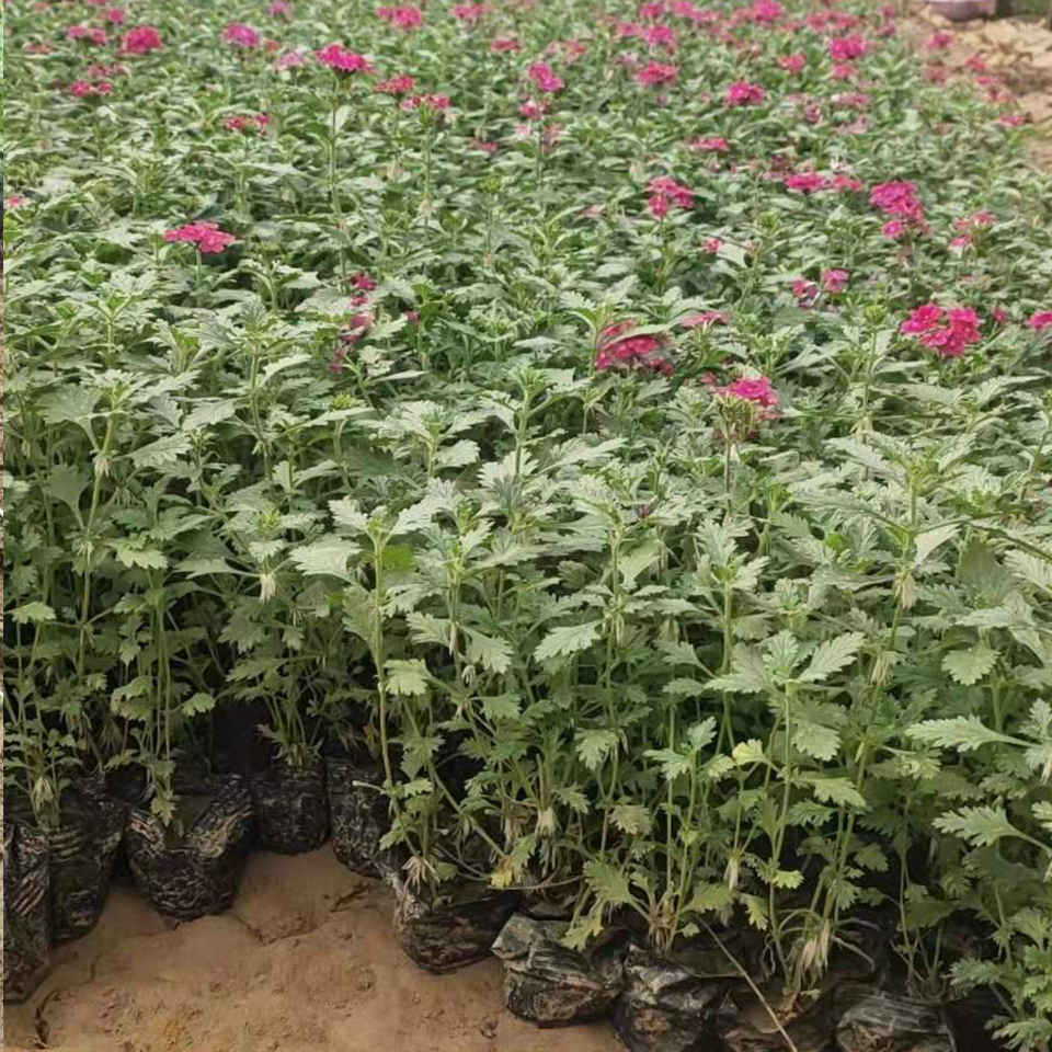 禹阳花卉——细叶美女樱 草花美女樱