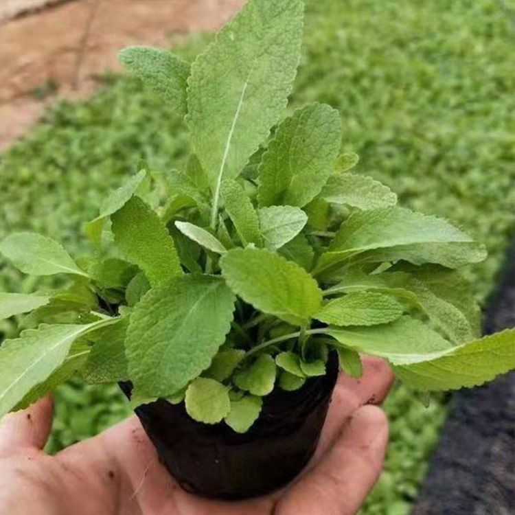 草花鼠尾草杯苗 山东草花鼠尾草基地 价格实惠