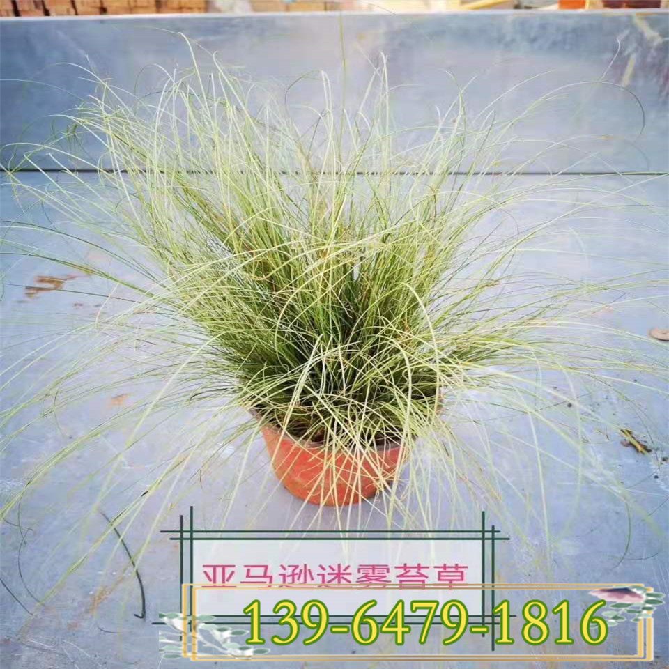  亚马逊迷雾苔草小苗种植基地 北方货源 迷雾苔草图片