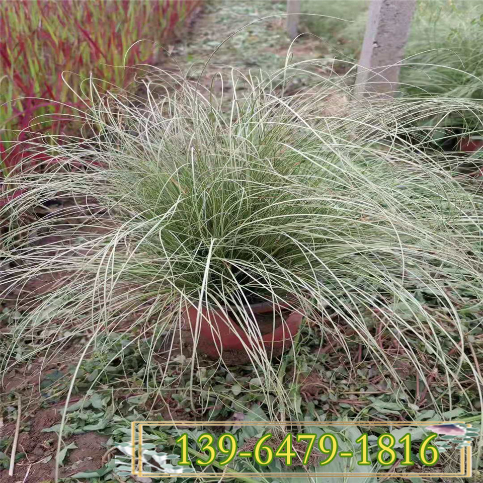 亚马逊迷雾苔草幼苗 四川宿根花卉种植 迷雾苔草用途