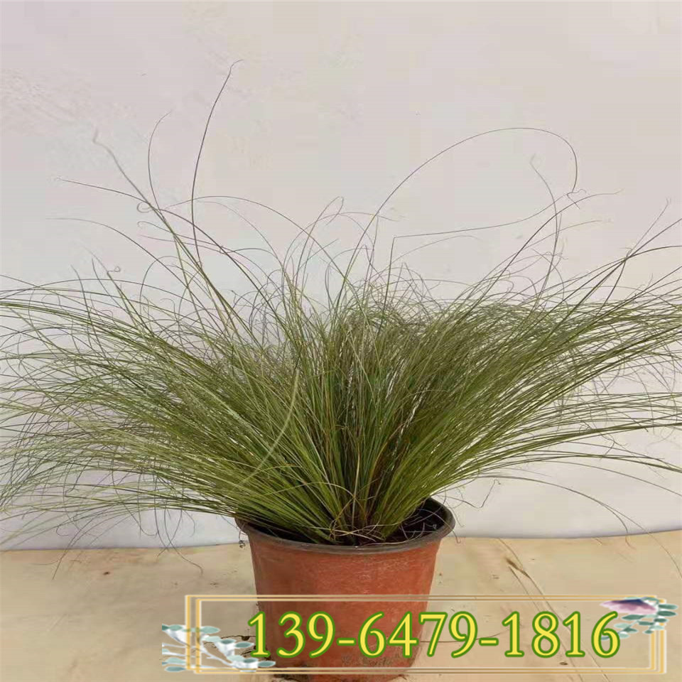 迷雾苔草营养钵苗 亚马逊迷雾苔草小苗种植基地
