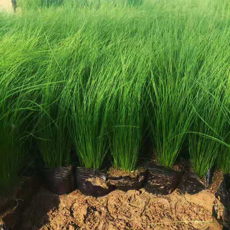 细茎针茅批发价格 青州墨西哥羽毛草基地