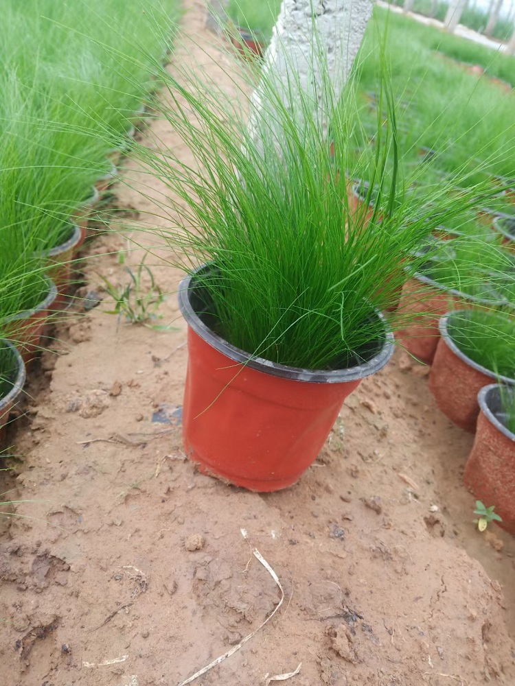 细茎针茅 顺和花卉 细茎针茅价格 观赏草