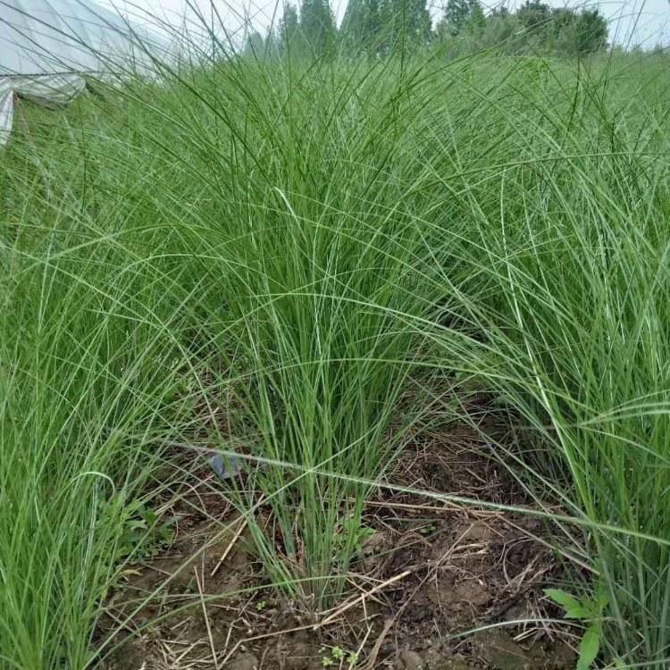 大盆细叶芒 小杯细叶芒 细叶芒基地