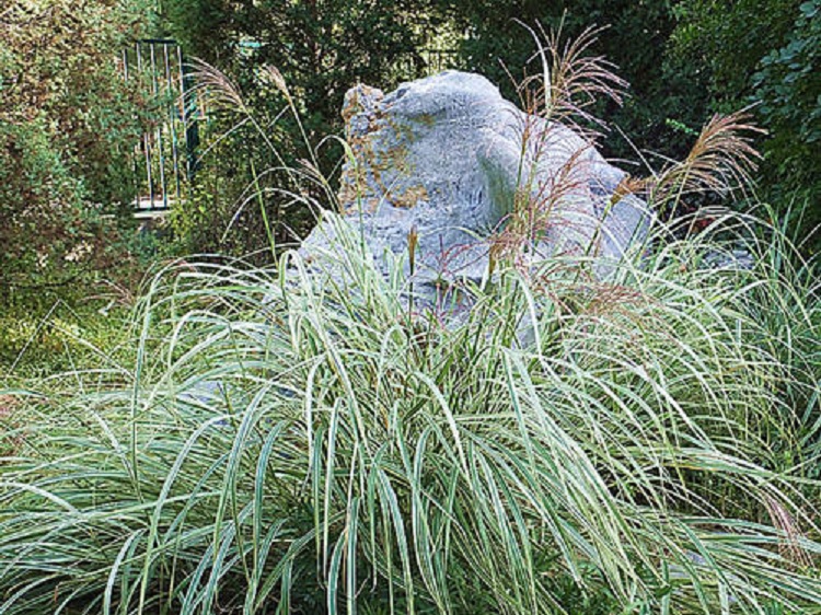 花叶芒批发
