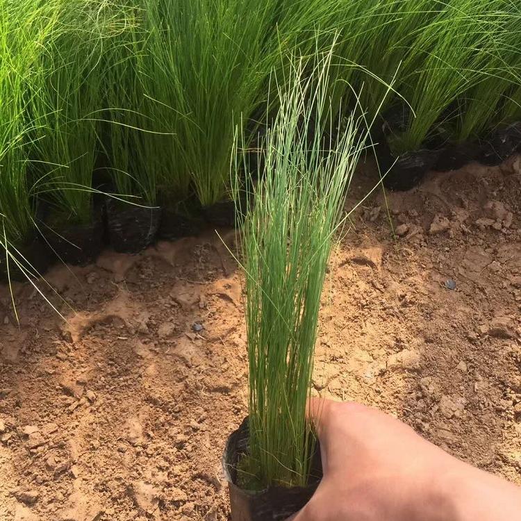 墨西哥羽毛草价格