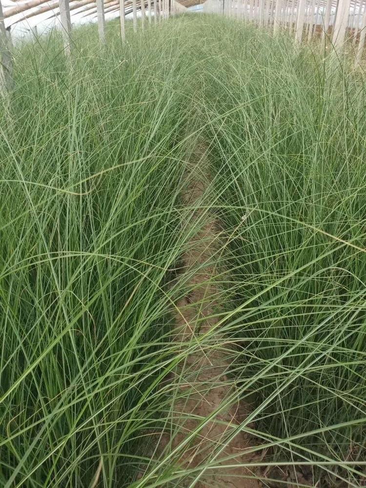 细叶芒杯苗 多芽细叶芒价格