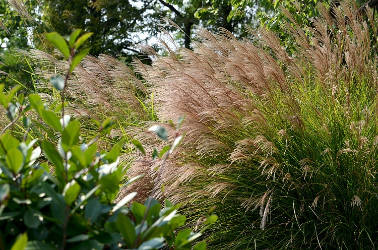 细叶芒厂家