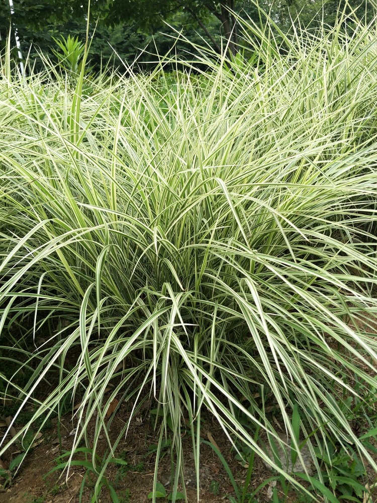 多芽花叶芒批发 花叶芒杯苗价格