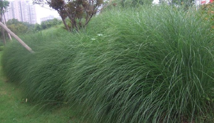 观赏草批发 细叶芒观赏草价格