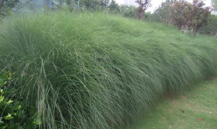 山东细叶芒 青州细叶芒价格 观赏草基地