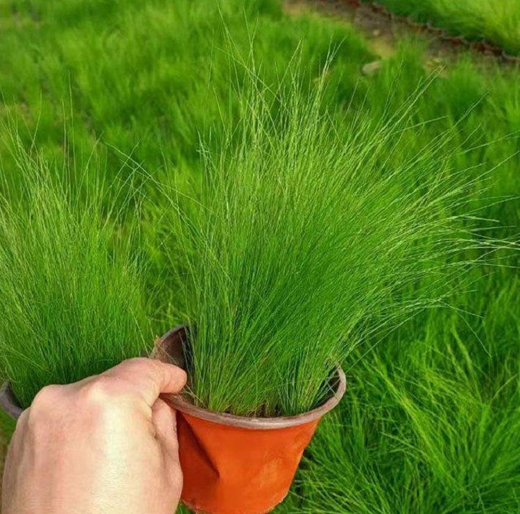 墨西哥羽毛草批发 墨西哥羽毛草价格