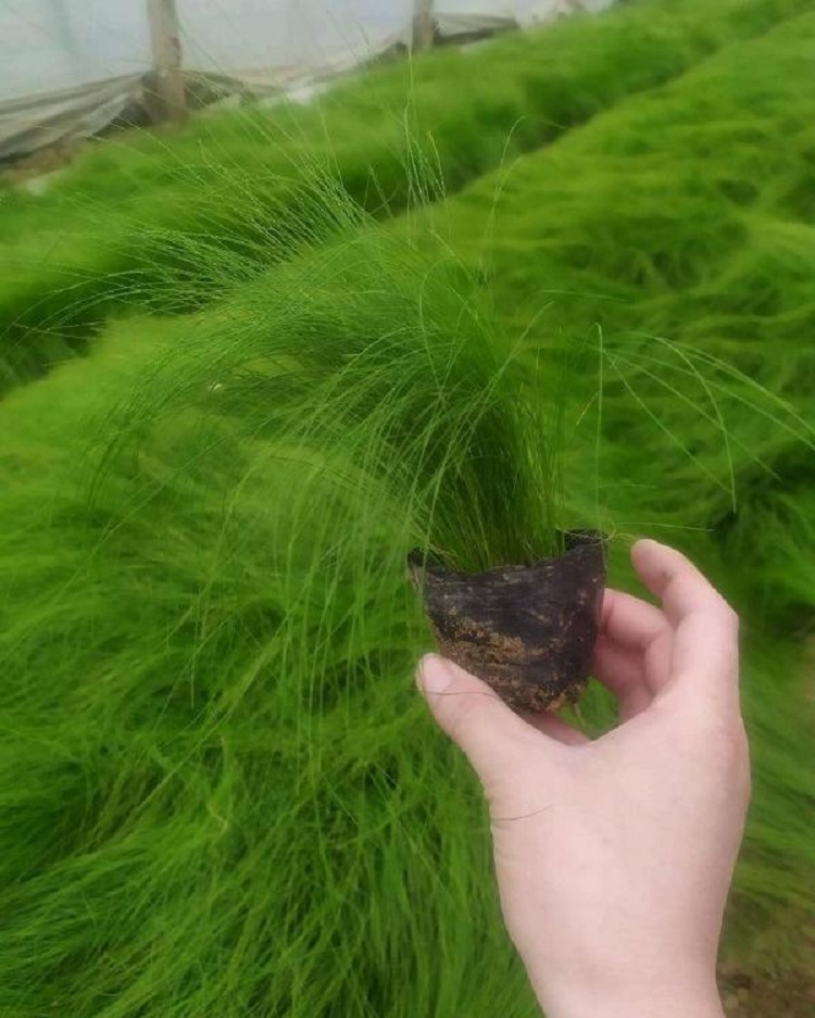 细茎针茅批发 细茎针芒价格 细茎针茅种子