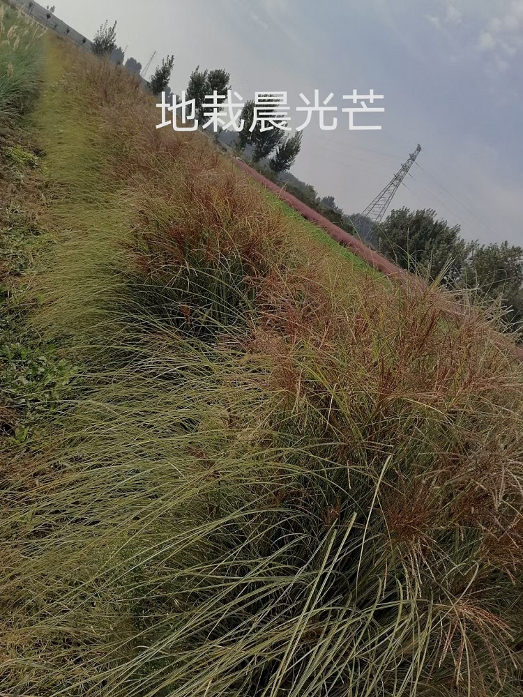 晨光芒杯苗批发 营养钵晨光芒 大盆晨光芒