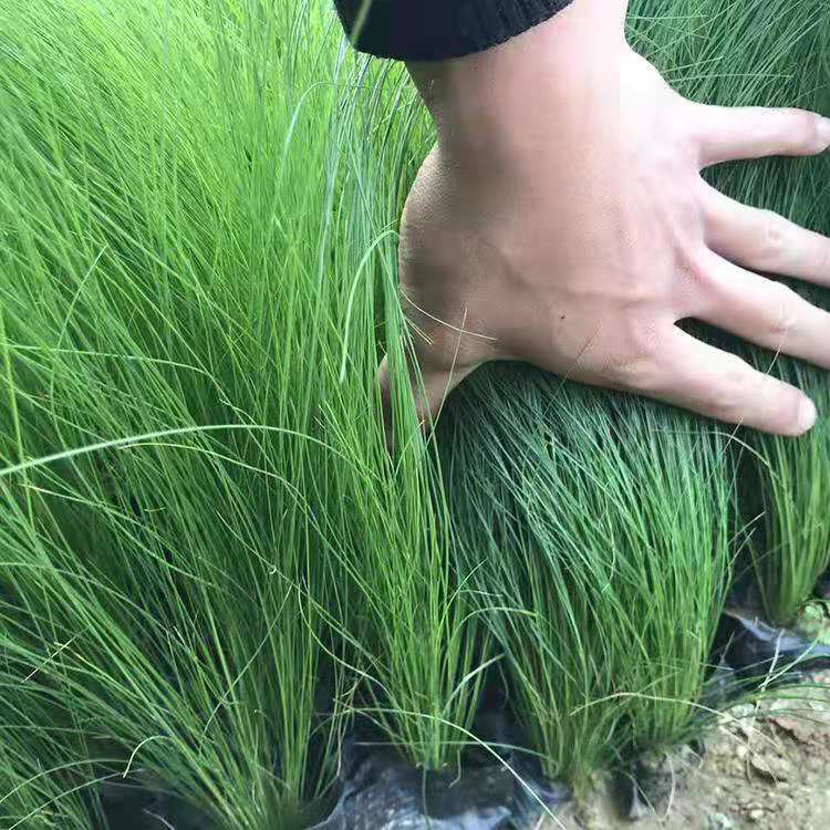 细茎针茅苗价格 细茎针茅杯苗 盆栽墨西哥羽毛草