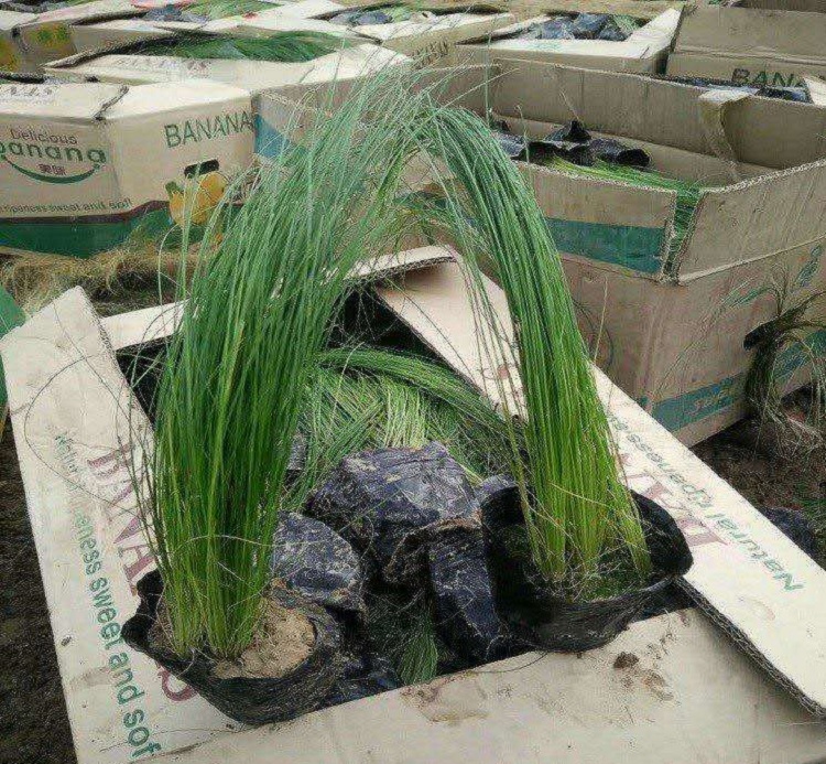 细茎针芒杯苗价格 细茎针芒苗批发 墨西哥羽毛草基地