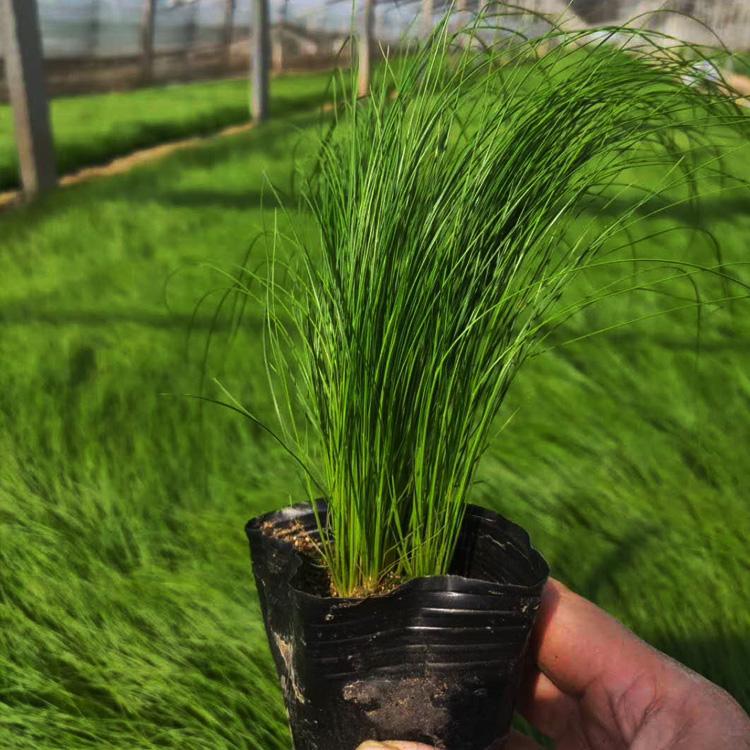 细茎针芒