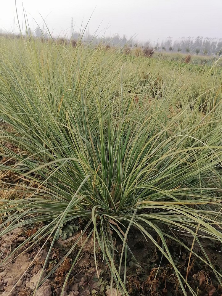 晨光芒杯苗