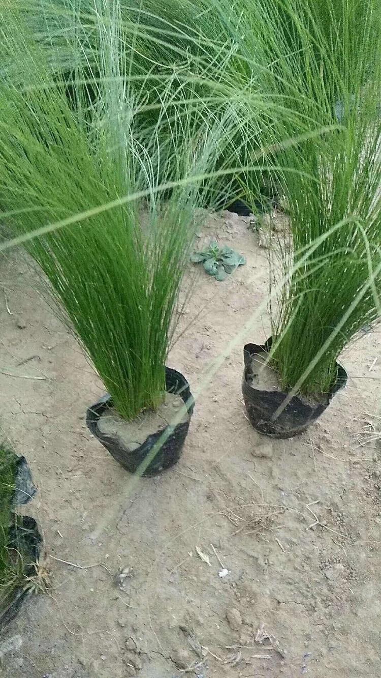 细茎针茅