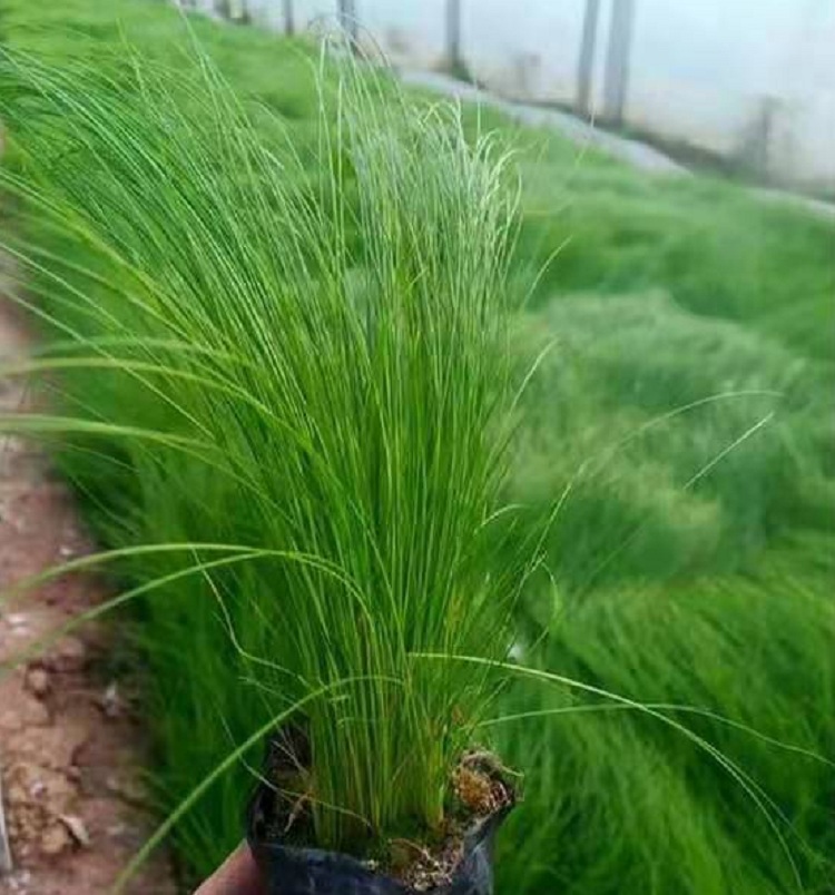 细茎针芒