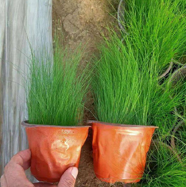 墨西哥羽毛草 细茎针茅种子