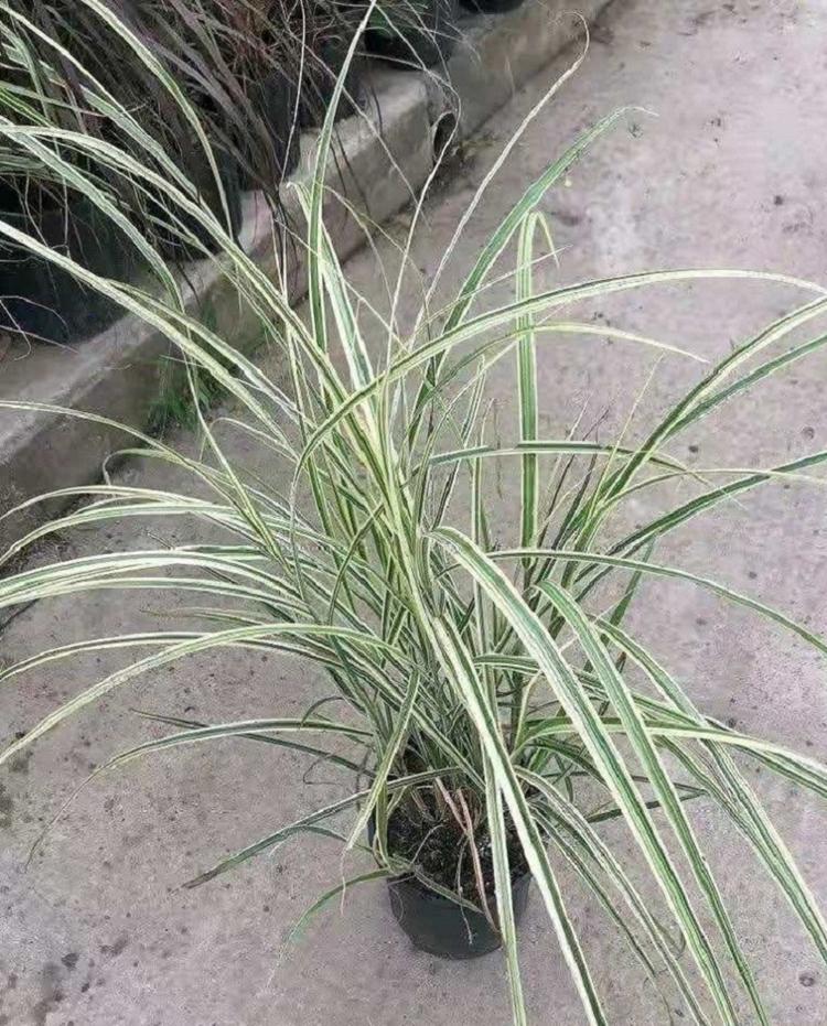 花叶芒杯苗批发 花叶芒苗价格 花叶芒产地