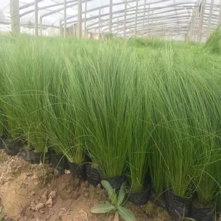 细茎针茅杯苗 细茎针芒苗 盆栽墨西哥羽毛草
