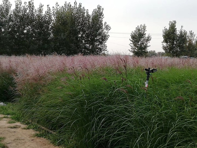 晨光芒价格 晨光芒批发
