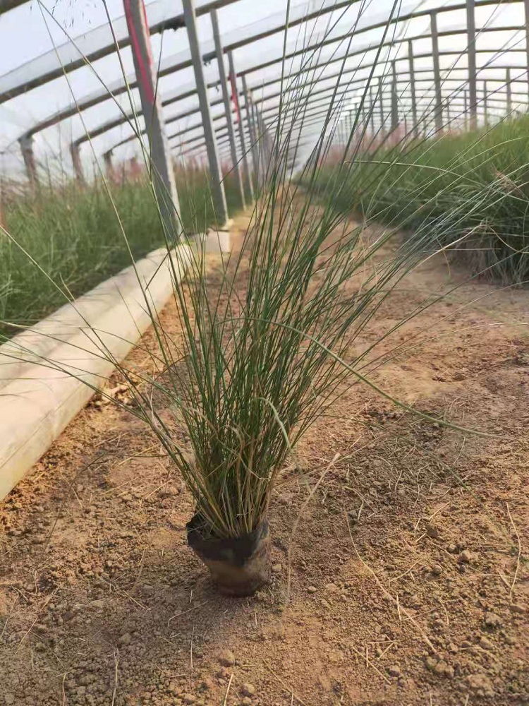细叶芒批发