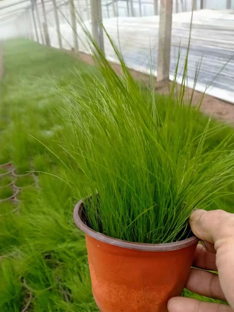 墨西哥羽毛草