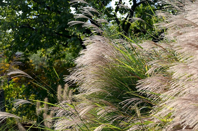 细叶芒 山东观赏草批发 观赏草产地