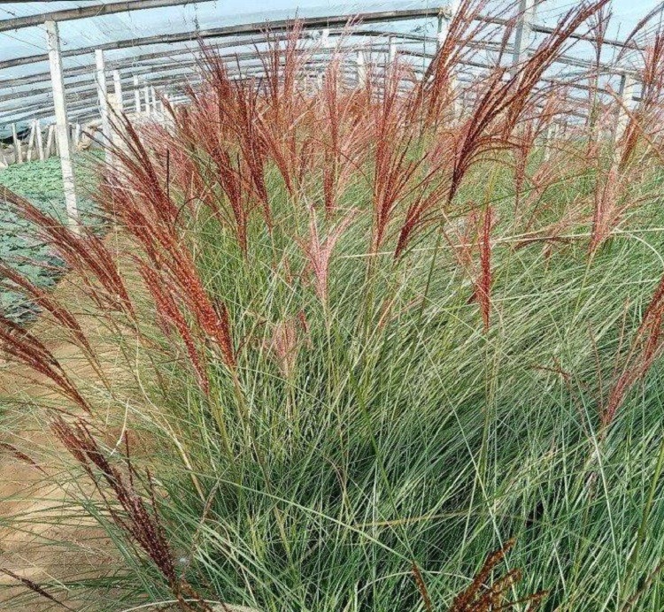 细叶芒价格