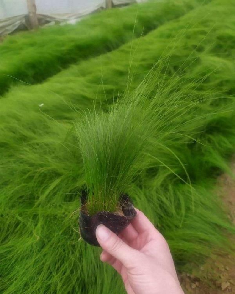 细茎针茅种植批发