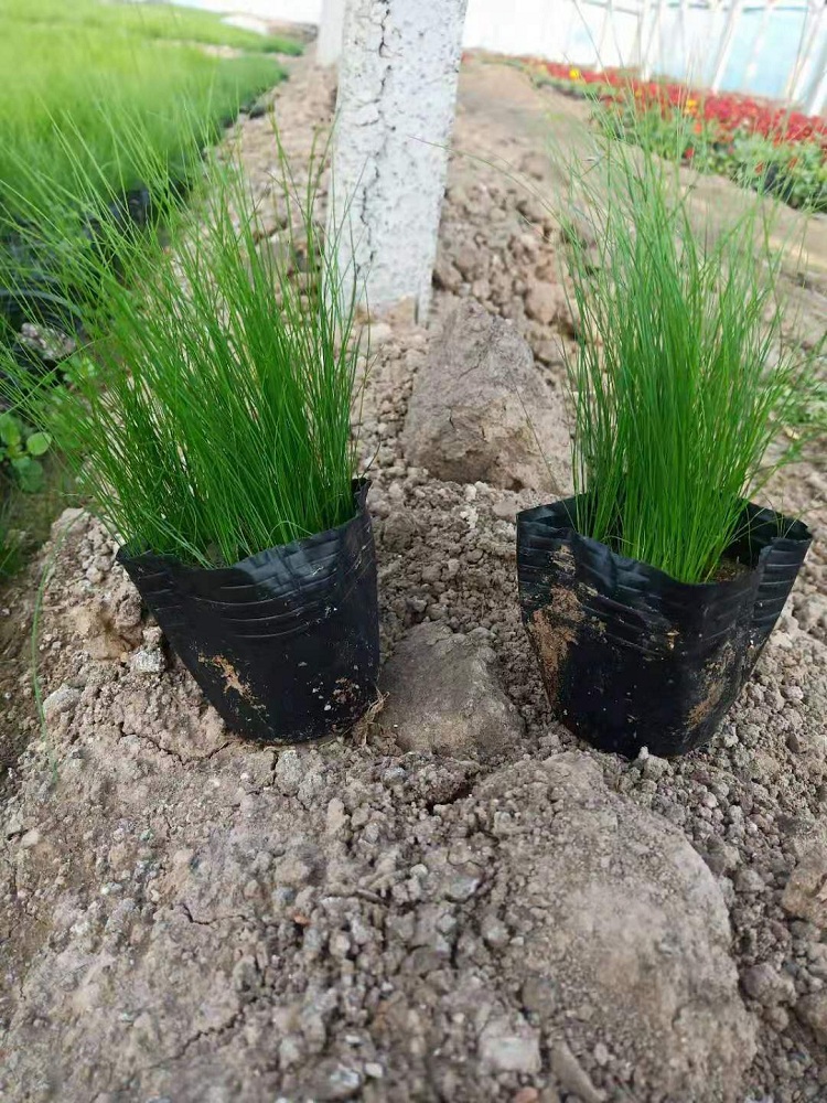 多芽细茎针茅价格 细茎针茅杯苗价格 大盆墨西哥羽毛草