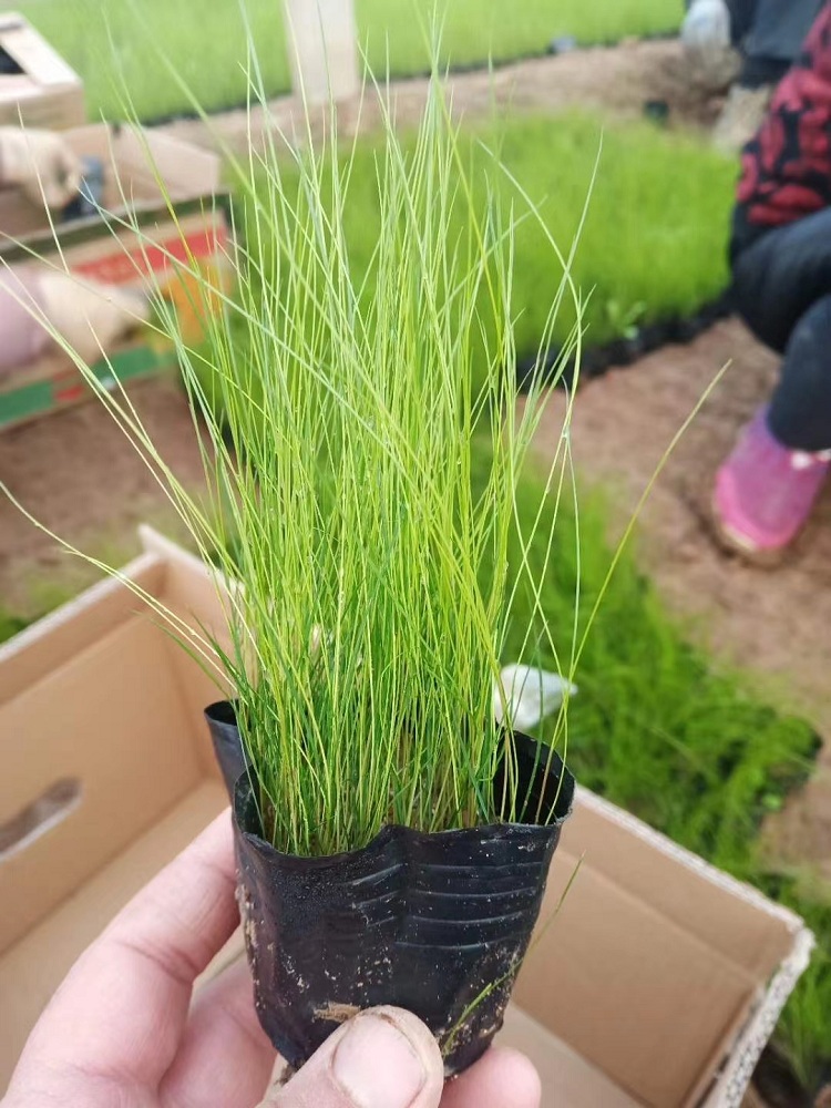 墨西哥羽毛草杯苗价格 细茎针芒种子 细茎针茅种子