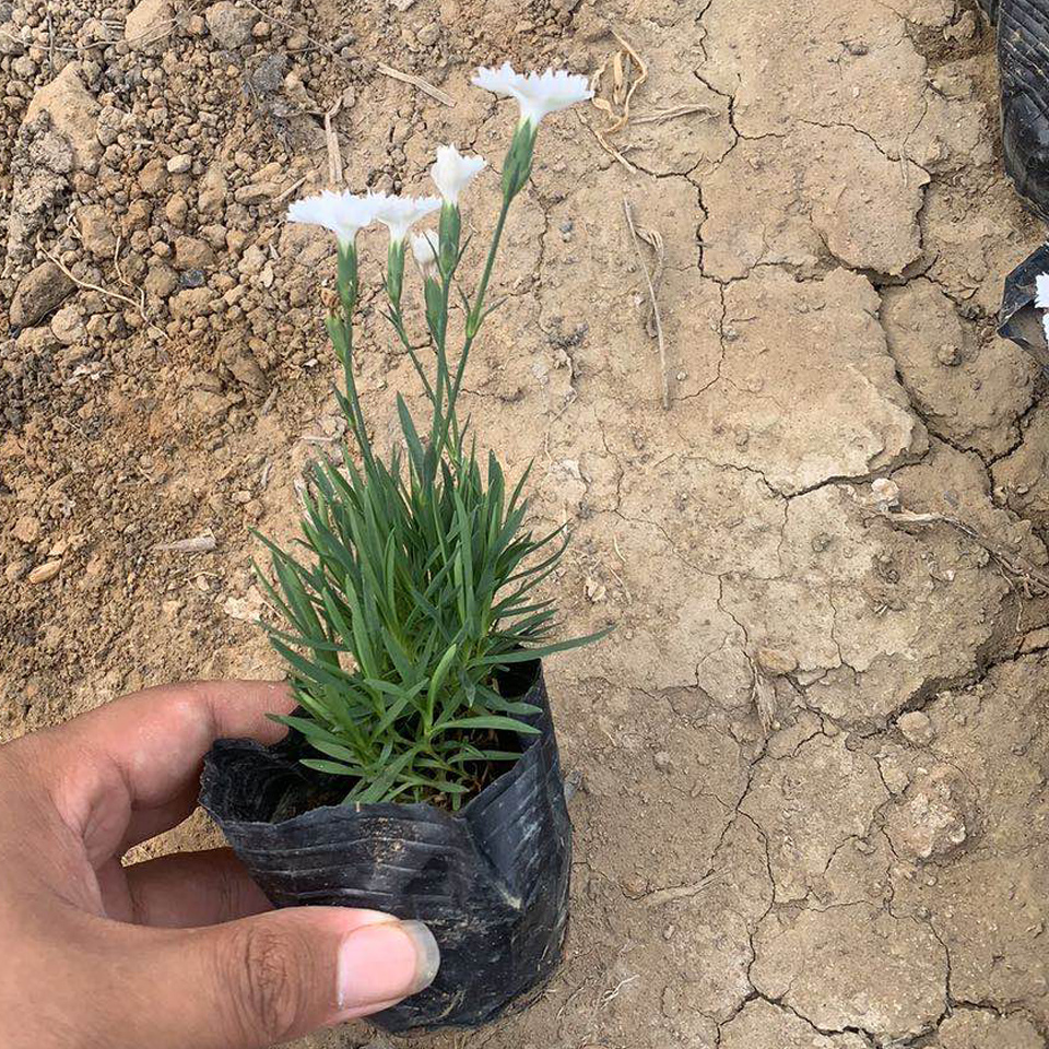 旭腾 白花欧石竹  直径20-30mm 耐寒抗旱 观赏性好