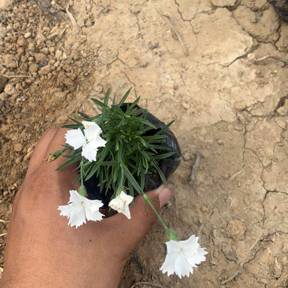 地被观赏耐寒花卉欧石竹   欧石竹花海打造 欧石竹小苗供应基地