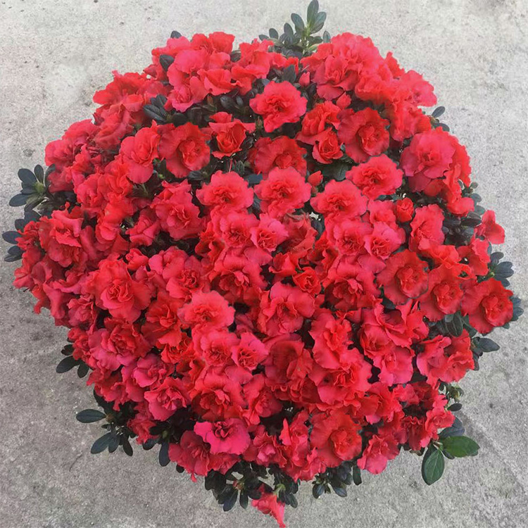杜鹃花盆栽 四季开花  杜鹃花  耐寒杜鹃花  