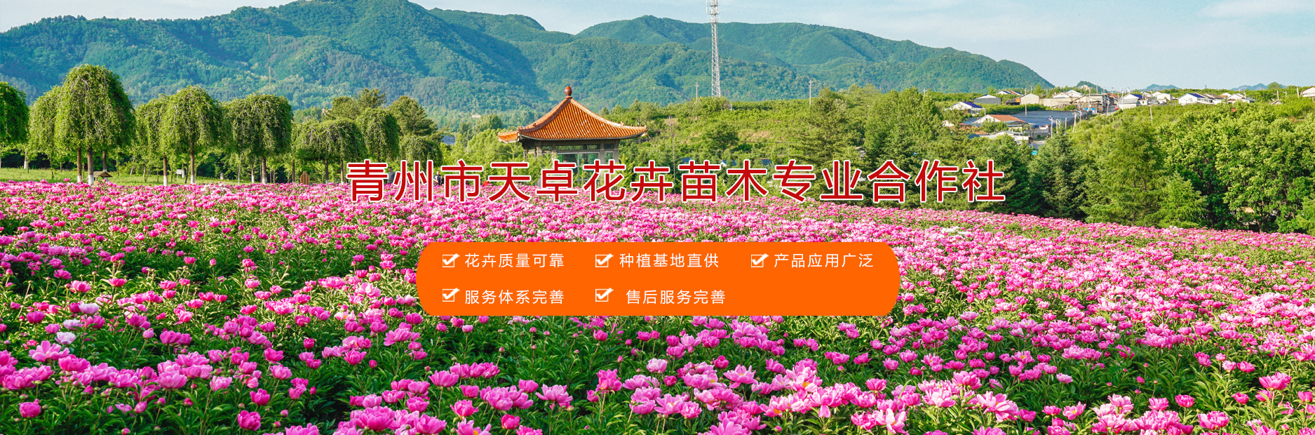 青州市天卓花卉苗木专业合作社 主营产品