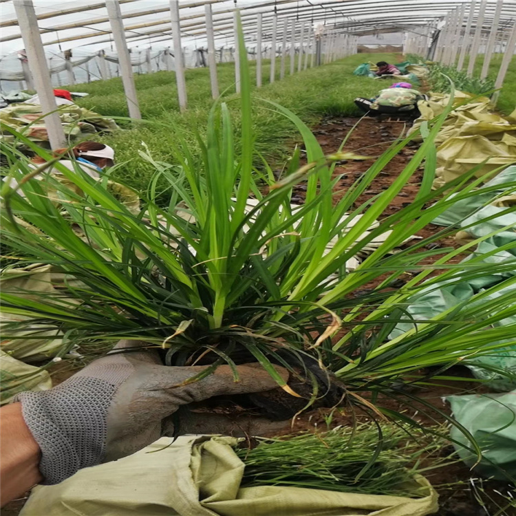 涝峪苔草报价 山东涝峪苔草基地 涝峪苔草精选厂家 厂家直供欢迎选购