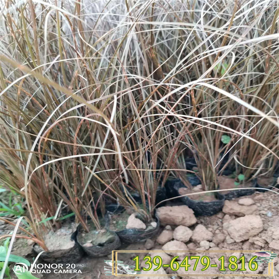 棕红苔草容器苗价格 江西棕叶苔草观赏草 景区绿化苗子