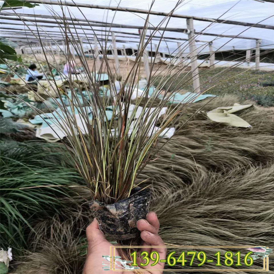 棕红苔草小杯苗 四川成都棕叶苔草种植地 大型绿化工程苗