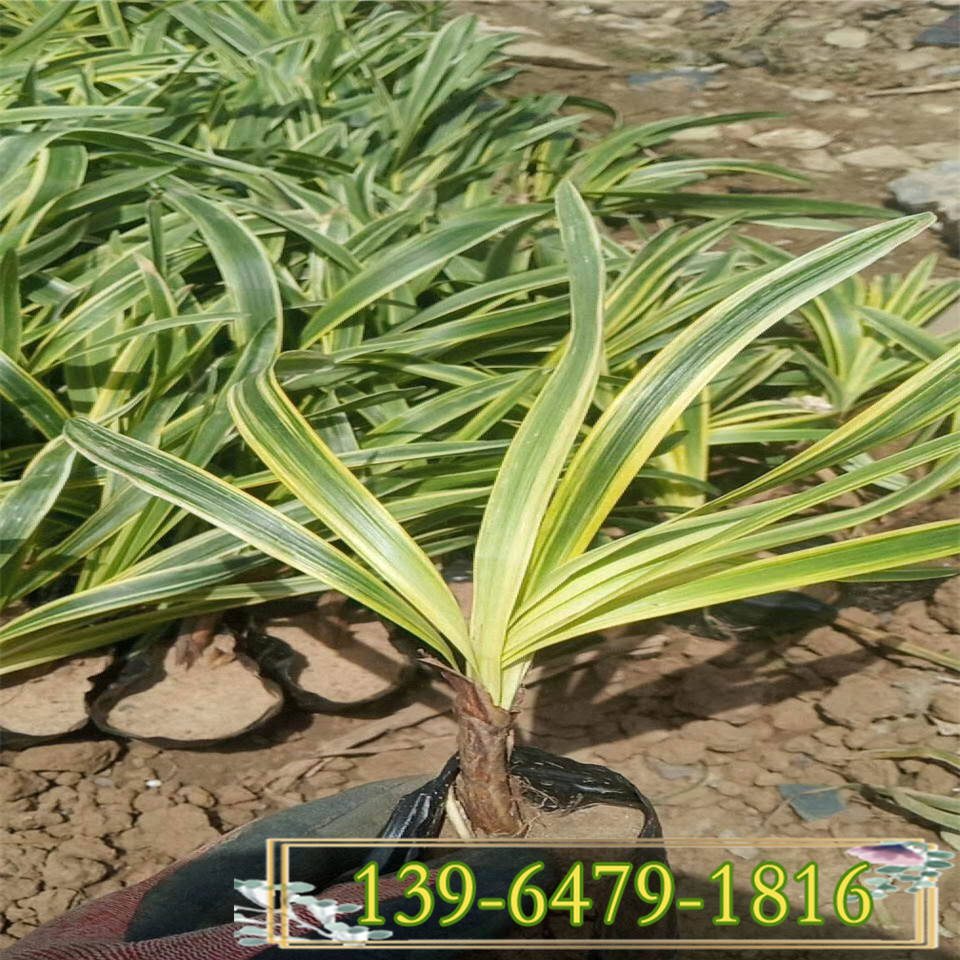 阔叶金边麦冬耐寒耐旱植物 四季常绿金边麦冬草小杯苗 青州供应