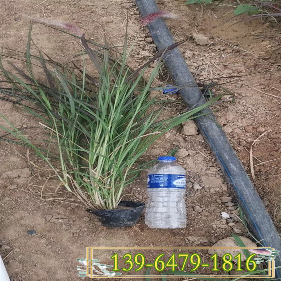 山东小杯紫叶狼尾草供应 双色盆紫叶狼尾草种植基地 青州工程苗